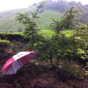 WX~10264275