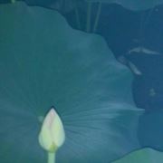 青春永驻容颜不老