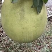CT~10485927
