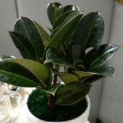 兜宝的璀璨人生