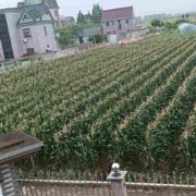 新鲜甜糯种植基地