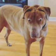 九爪鱼上门维修