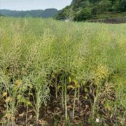 向阳而生308