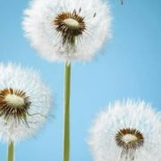 望空只盼大雁归