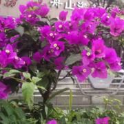 暴风雨后的宁静66