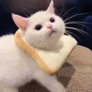 执伞伞