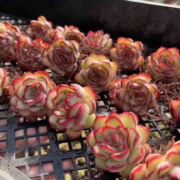 六月多肉花盆园艺