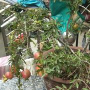 四明山水清又凉