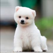 WX~14700604