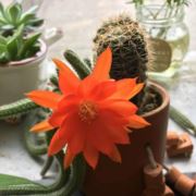 一叶浮萍自飘零