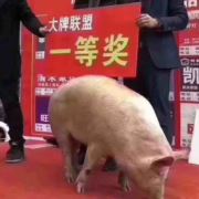 爱萱儿2019