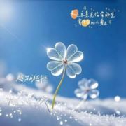 栀子花的约定