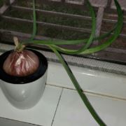 知棠