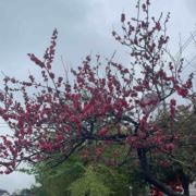 风吹裤衩屁屁凉26