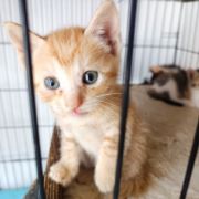 遇见一只流浪猫2