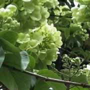 人生若只如初188