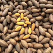 上门高价回收纸板