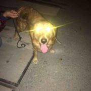 吴彦祖讲恐怖片