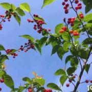 牛马人生也得微笑