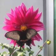 别墅民宿设计施工