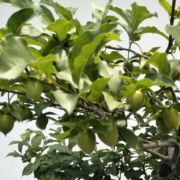 豆豆大豆豆大