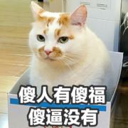 鹤羽落
