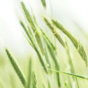 想当公主的无敌秋