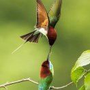 吉吉国王的最爱