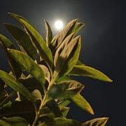 会长大的幸福十一