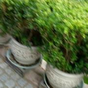 WX~186401555