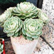 念旧的人像流浪汉