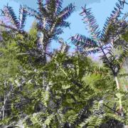 A心忠有你你有我