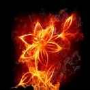 站在风口的猪666