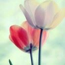 WX~186551553