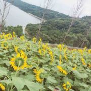 待春暖花開