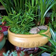 埠埠高升gy有你