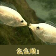剡城yplnr