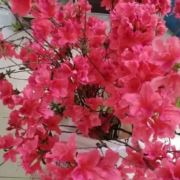 平凡的人生A十B