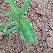 平凡人只做平凡事