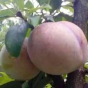 嵊州上东桃形李