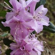 奈何桥上摆地摊6