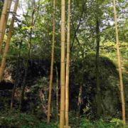 几时何处惹尘埃