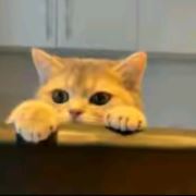 做你的猫o