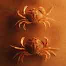 带鱼米道好足了