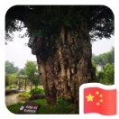 6级大佬