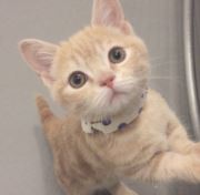 小姐姐你的猫呢