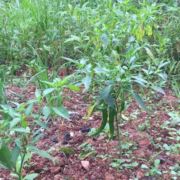 新旧房贴砖括白