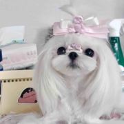 小花花打爆肉肉