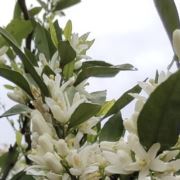 上虞阳光精品车行