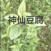纯天然绿豆腐
